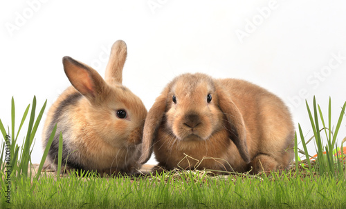 pair of rabbits