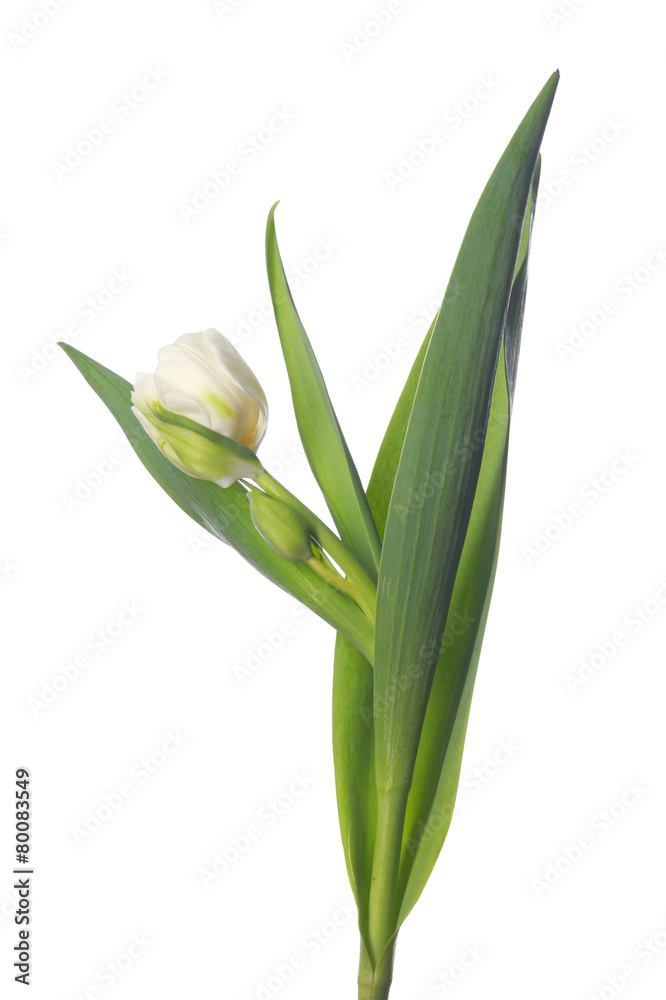 Obraz premium white tulip on white background