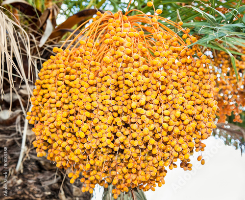 Dates on a palm tree photo