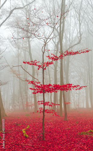 Zauber Wald in rot und weiß