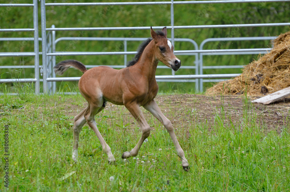 Obraz premium cavallo