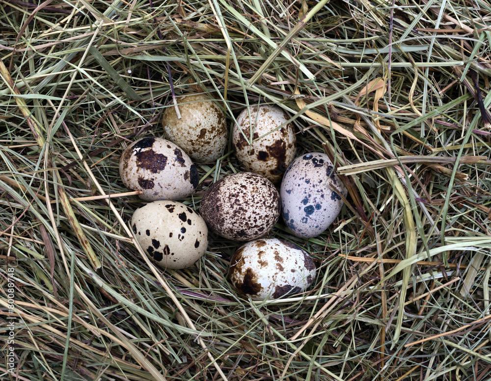 quail eggs in a nest of hay close-up quail eggs in a nest of hay close-up