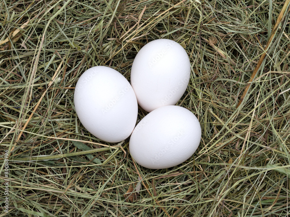 Macro shot of eggs at hay nest in chicken farm Macro shot of eggs at hay nest in chicken farm
