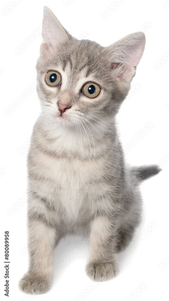 British shorthair tabby kitten sitting