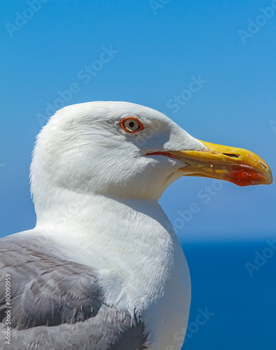 Seagull looking the sea and the sky