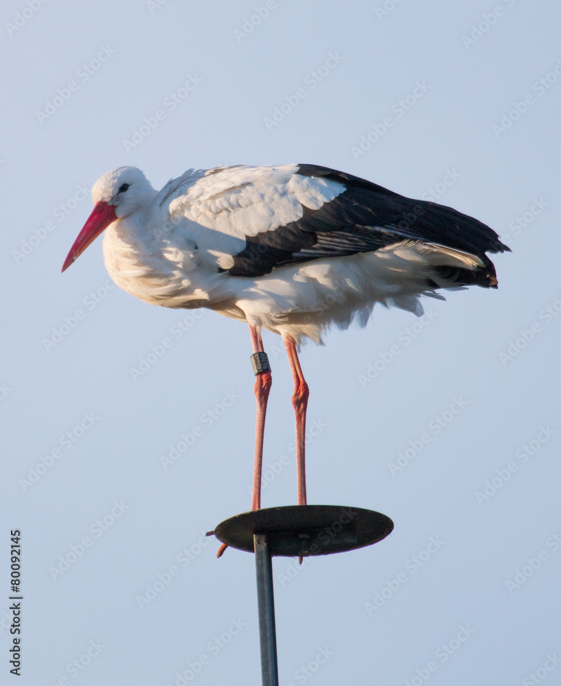 Obraz premium Stork on a pole