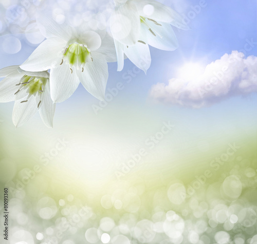 Fototapeta Naklejka Na Ścianę i Meble -  spring background