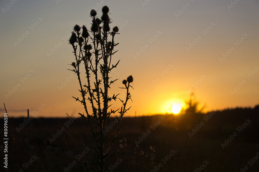 Naklejka premium Thistle in sunset light