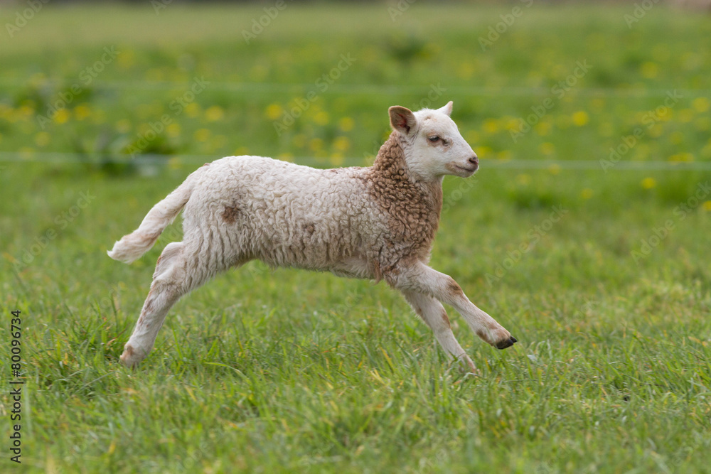 Fototapeta premium agneau