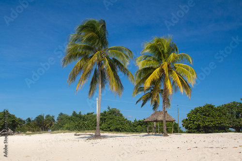 Palm trees on beach landscape