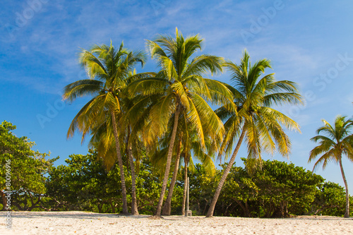 Single palm tree on beach landscape photo