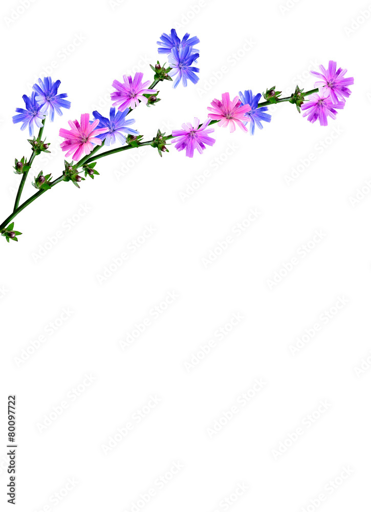 Obraz premium Kwiaty chabry na białym tle