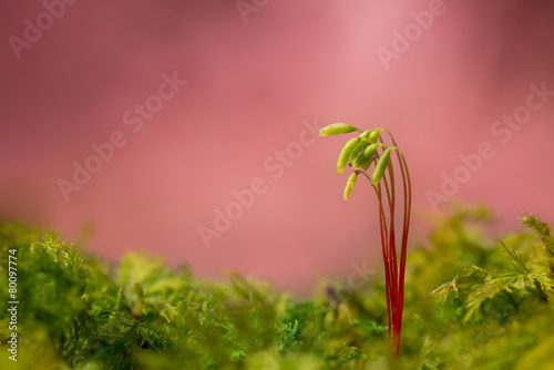 Moosblüten photo