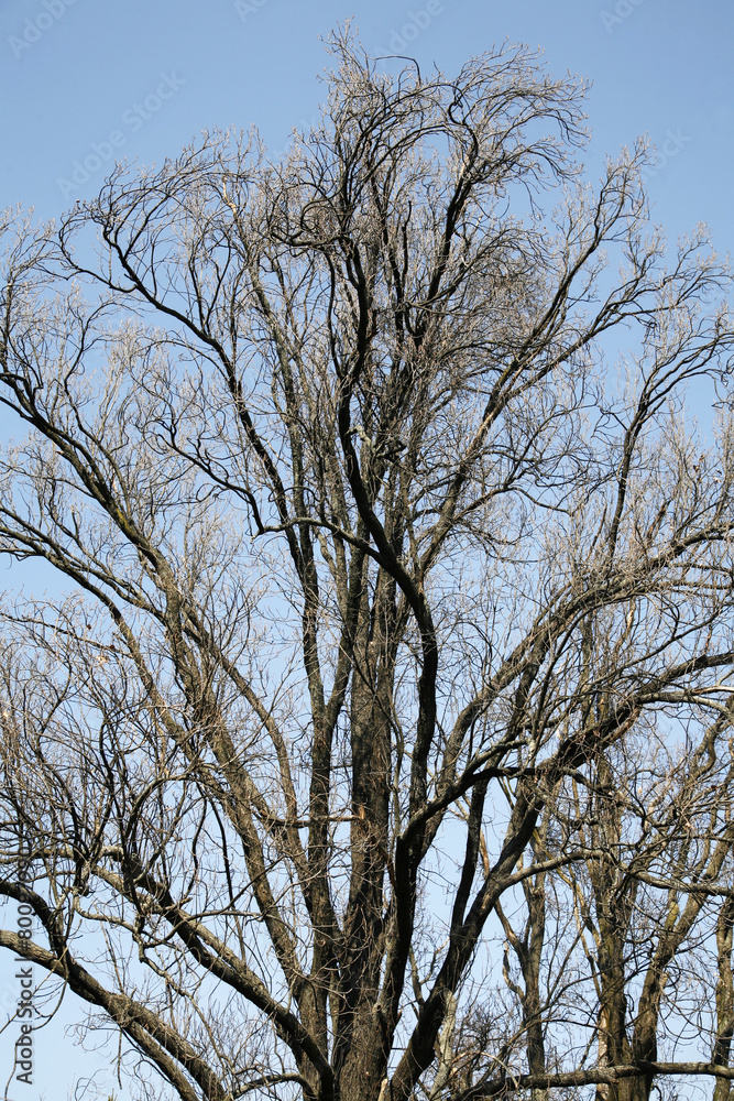 Very high old tree without leaves against blue sky Very high old tree without leaves against blue sky