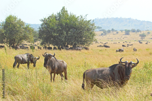 Fototapeta Naklejka Na Ścianę i Meble -  Herd of blue wildebeests grazing in Serengeti