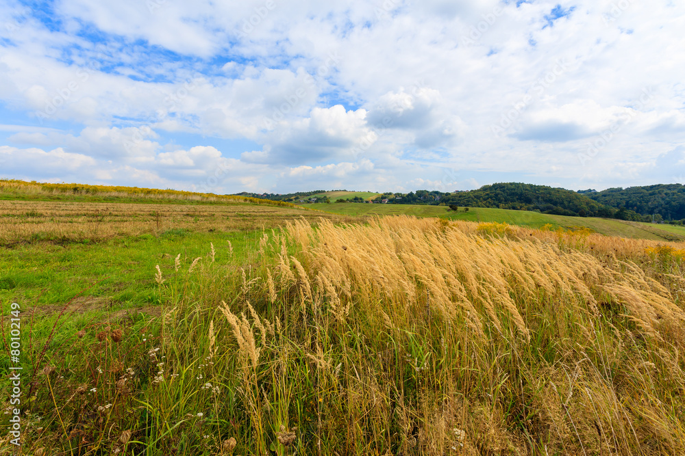 Wheat field in summer landscape of Poland near Krakow
