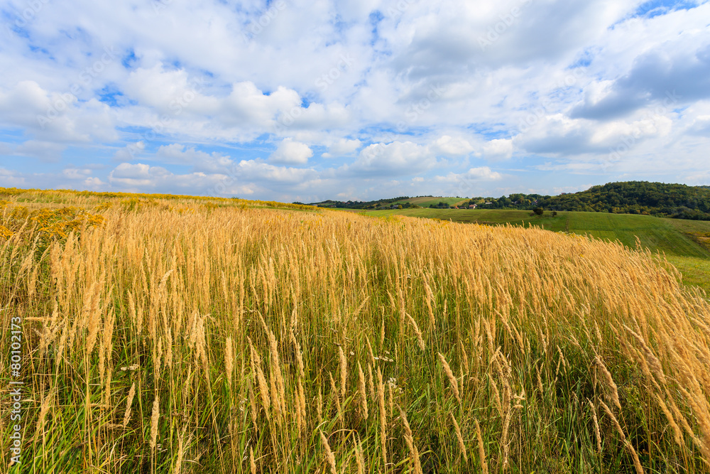 Wheat field in summer landscape of Poland near Krakow