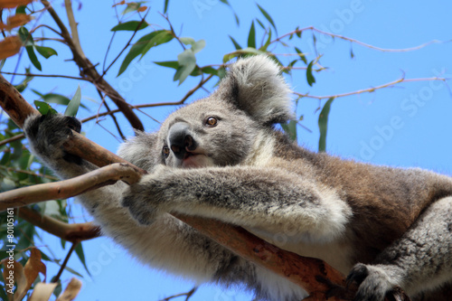 Fototapeta Naklejka Na Ścianę i Meble -  Koala bear climbing on eucalyptus tree