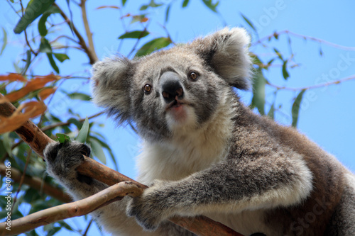 Koala bear on Raymond Island photo