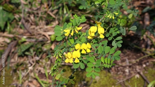 Coronilla emerus photo