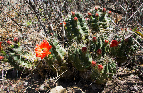 Bush blooming cereus cactus scarlet - Echinocereus coccineus photo