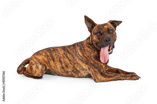 Tired and Thirsty Large Crossbreed Dog