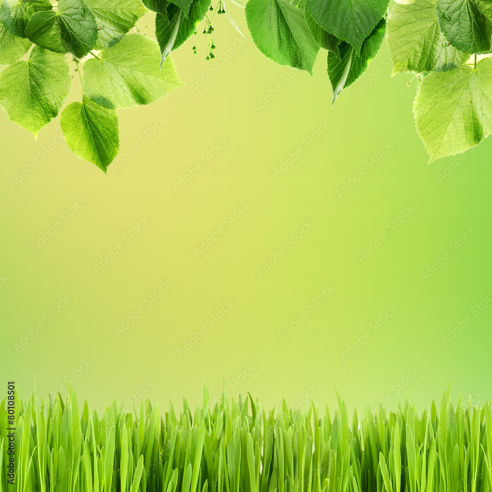 Beautiful spring background with leaves and green grass Beautiful spring background with leaves and green grass