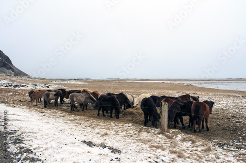 Gruppo di Cavalli in Islanda