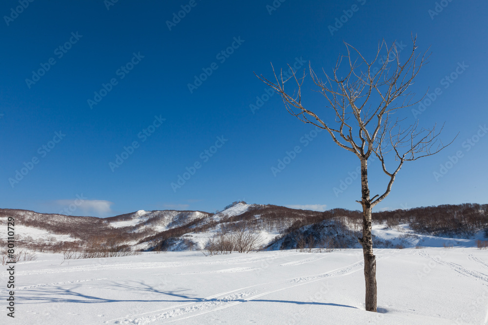 Trace on snow. Lone tree and hills Trace on snow. Lone tree and hills