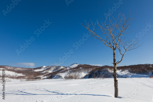 Trace on snow. Lone tree and hills © ppklov