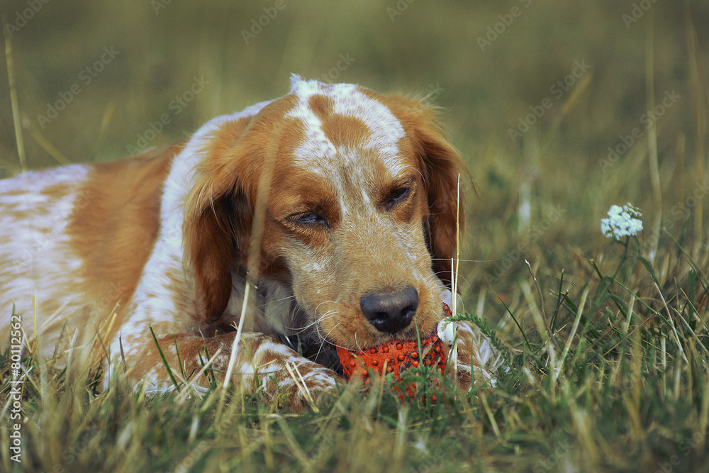 Рыжий пёс и мячик