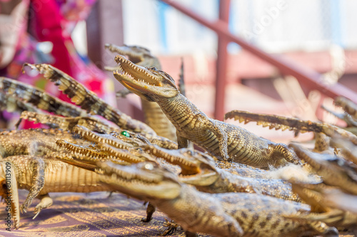 small dead crocodiles in souvenir shop, siem reap cambodia