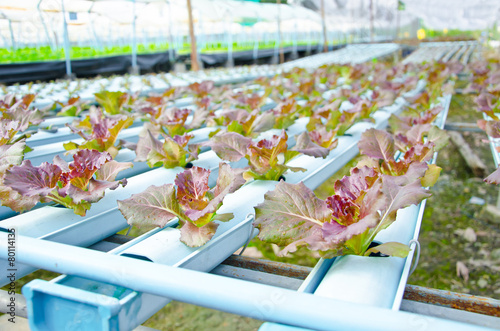 Red batavia vegetable in hydroponic photo