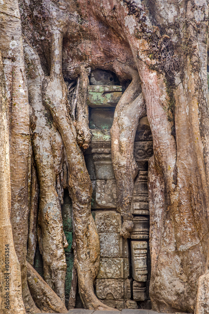 Ficus Strangulosa Banyan tree growing over a doorway in the anci