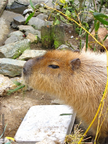 Capybara photo