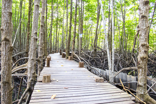Wooden bridge in nature close to mangrove forest