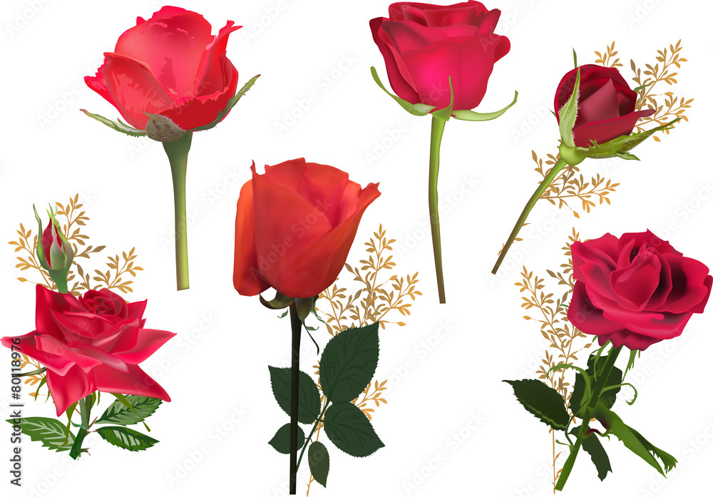 six isolated bright red roses collection