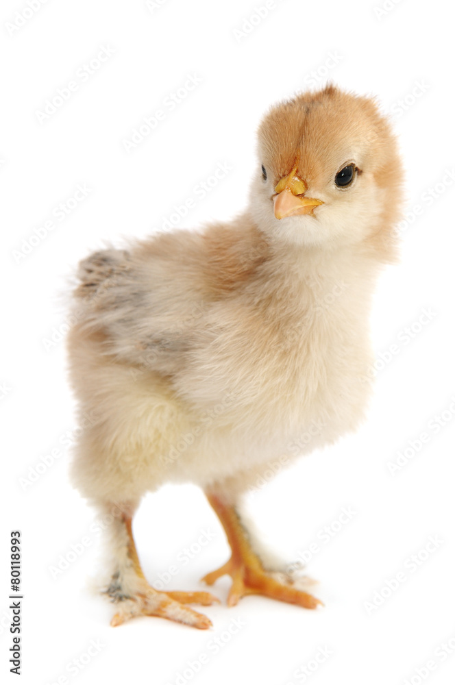 beautiful chicken isolated on white beautiful chicken isolated on white