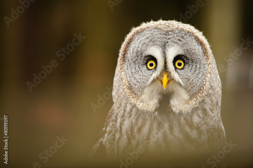 Great grey owl closeup portrait