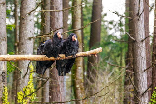 California Condors photo