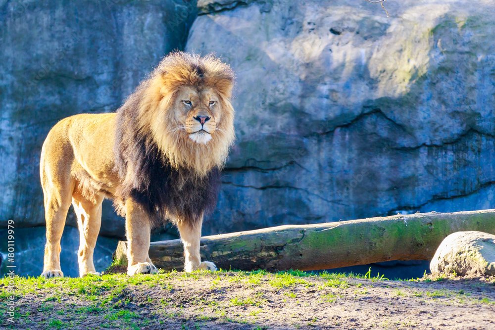 Obraz premium Lion