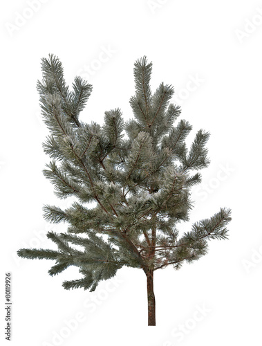 winter isolated pine tree in hoarfrost