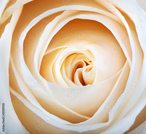 closeup of delicate light rose