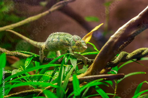 Panther Chameleon