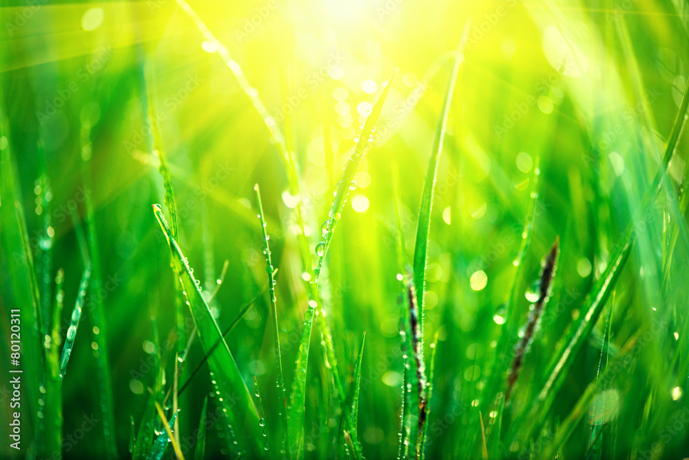 Fototapeta premium Trawa. Świeża zielona wiosny trawa z rosa kropel zbliżeniem