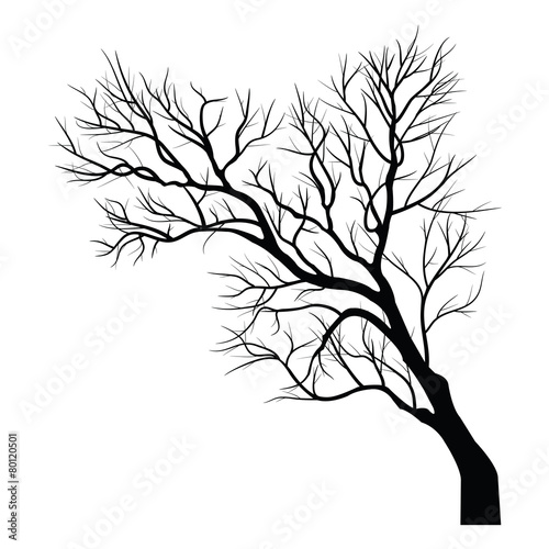 Trees with dead branch