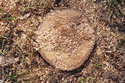Closeup of stump