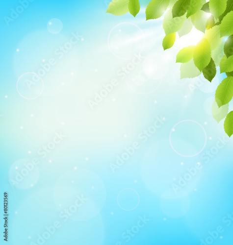 Tree foliage with sunlight on sky. Floral nature spring backgrou
