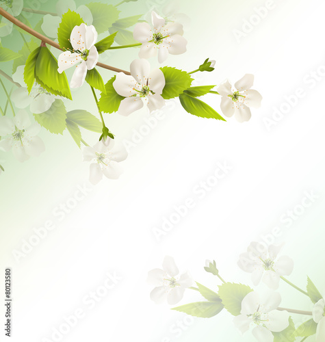 Cherry branch with white flowers on green background