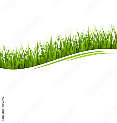 Green grass lawn wave isolated on white. Floral eco nature backg